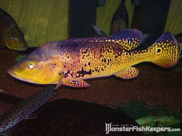 Cichla monoculus Rio Negro - foto povečava