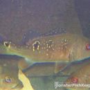 Cichla ocellaris