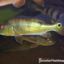 Cichla ocellaris Nanay