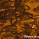 Cichla Orinocensis