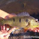 Cichla orinocensis Atabapo