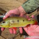 Cichla orinocensis Llianos