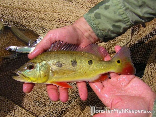 Cichla orinocensis Llianos - foto povečava