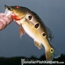 Cichla orinocensis Orinoco