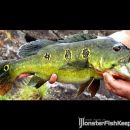 Cichla orinocensis Sibapo
