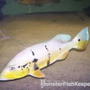 Cichla Pinima