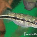 Cichla sp. Alto Tocantins