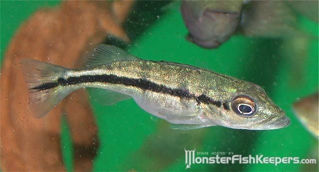 Cichla sp. Alto Tocantins - foto povečava