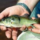 Cichla sp. Atabapo
