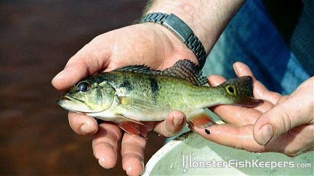 Cichla sp. Atabapo - foto