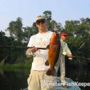 Cichla sp. Fogo