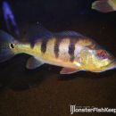Cichla sp. Madeira
