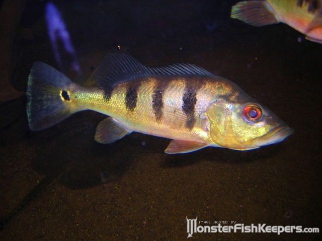 Cichla sp. Madeira - foto povečava
