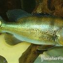 Cichla sp. Rio Xingu