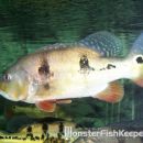 Cichla sp. Two-Spot