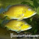 Cichla sp. Xingu I