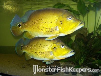 Cichla sp. Xingu I - foto