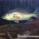 Cichla sp. Xingu II