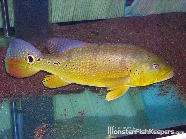 Cichla sp. Xingu II - foto povečava