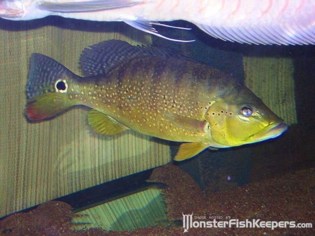 Cichla sp. Xingu II - foto povečava