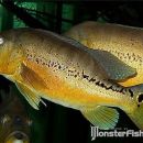 Cichla sp. Xingu III