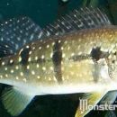 Cichla temensis