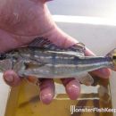 Cichla temensis Atabapo