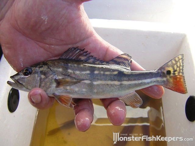 Cichla temensis Atabapo - foto povečava