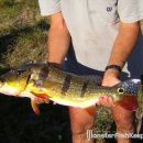 Cichla Temensis Llianos
