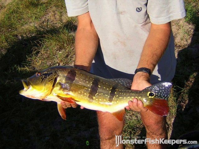 Cichla Temensis Llianos - foto povečava