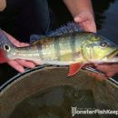 Cichla temensis Orinoco