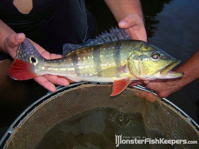Cichla temensis Orinoco - foto
