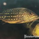 Cichla temensis Sibapo