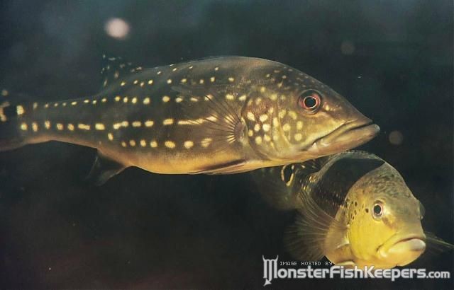 Cichla temensis Sibapo - foto povečava
