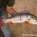 Cichla temensis Ventuari