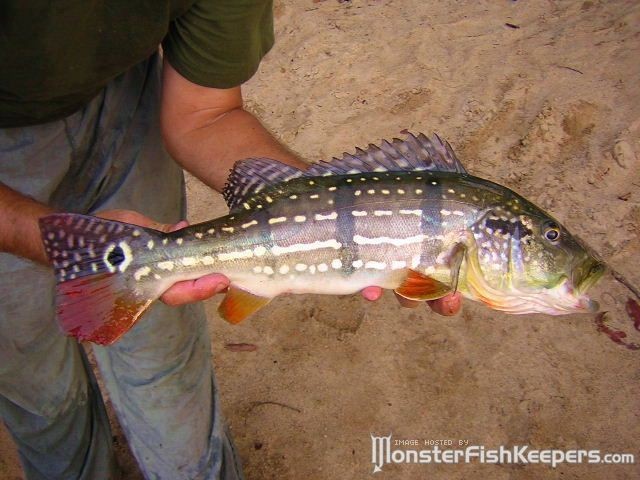 Cichla temensis Ventuari - foto