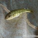 Cichla intermedia