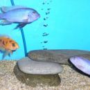Hrana za piranje