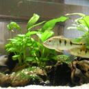 Monoculus in geophagus