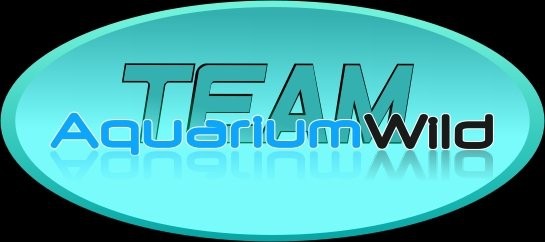 Aquariumwild  - foto