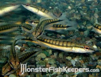 Crenicichla cincta - foto povečava