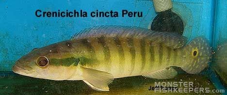Crenicichla cincta - foto povečava