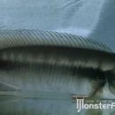 Crenicichla johanna