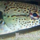 Crenicichla lenticulata