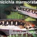 Crenicichla marmorata