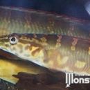 Crenicichla sp. cobra