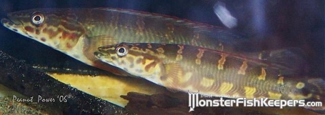 Crenicichla sp. cobra - foto