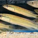 Crenicichla sp. Venezuela
