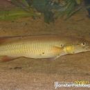 Crenicichla sp. xingu I