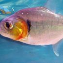 Serrasalmus manueli